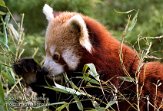 DB05K060174 rode panda / Ailurus fulgens