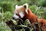 DB05K060175 rode panda / Ailurus fulgens