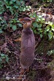 BZ02K070679 Kirks dikdik / Madoqua kirkii