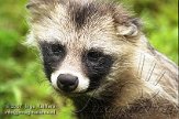 DE01D073437 wasbeerhond / Nyctereutes procyonoides