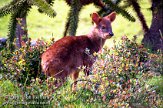 ND03C030095 Chileense poedoe / Pudu puda