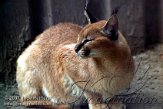 DO01K070596 caracal / Caracal caracal