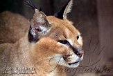 DO02K070610 caracal / Caracal caracal