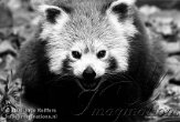 ZO04M062405 rode panda / Ailurus fulgens