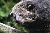 ZO01K073841 bintoerong / Arctictis binturong