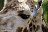 AZS01086418 Rothschildgiraffe / Giraffa camelopardalis rothschildi
