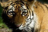 AZS01086574 Siberische tijger / Panthera tigris altaica