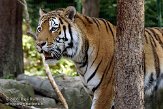 AZS01086610 Siberische tijger / Panthera tigris altaica
