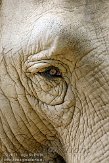 BZA01114813 Aziatische olifant / Elephas maximus