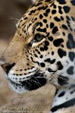 BZA01114870 jaguar / Panthera onca