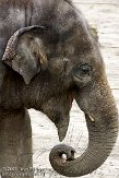 BBP01092441 Aziatische olifant / Elephas maximus