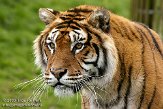 BBP01092497 tijger / Panthera tigris