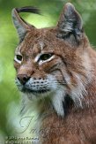 BPB01135365 Euraziatische lynx / Lynx lynx