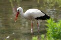 BPD01261263 ooievaar / Ciconia ciconia