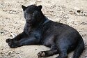BPD01261284 jaguar / Panthera onca
