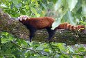 BPD01261309 rode panda / Ailurus fulgens