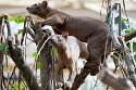 BPD01261335 fossa / Cryptoprocta ferox