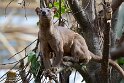 BPD01261344 fossa / Cryptoprocta ferox