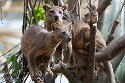 BPD01261351 fossa / Cryptoprocta ferox