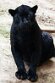 BPD01261398 jaguar / Panthera onca
