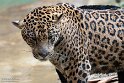 BPD01261411 jaguar / Panthera onca