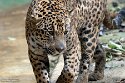 BPD01261439 jaguar / Panthera onca
