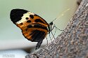 BPD01261471 Heliconius numata