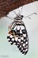 BPD01261473 Limoenvlinder / Papilio demoleus