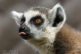 BPP01141261 ringstaartmaki / Lemur catta