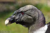 BPP02141748 Andescondor / Vultur gryphus