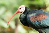 BPD01183689 Kaapse ibis / Geronticus calvus