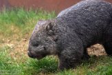 BDP01204664 Tasmaanse wombat / Vombatus ursinus tasmaniensis