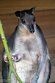 BPD01251226 hagenwallaby / Dorcopsis hageni