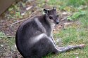 BPD01251240 hagenwallaby / Dorcopsis hageni