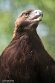 BPD01251248 steenarend / Aquila chrysaetos