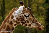 BDP0109B459 kordofangiraf / Giraffa camelopardalis antiquorum