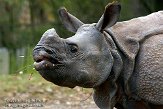 BDP0109B510 Indische neushoorn / Rhinoceros unicornis