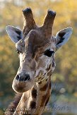 BDP0109B547 kordofangiraf / Giraffa camelopardalis antiquorum