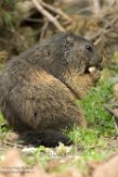 BWH01162261 alpenmarmot / Marmota marmota