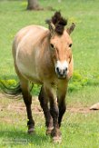 BWH01162271 przewalskipaard / Equus ferus przewalskii