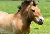 BWH01162282 przewalskipaard / Equus ferus przewalskii
