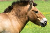 BWH01162287 przewalskipaard / Equus ferus przewalskii