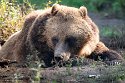 BCGV1232800 grizzlybeer / Ursus arctos horribilis