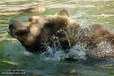 ONTZ1156418 grizzlybeer / Ursus arctos horribilis