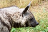 CZJ01193579 gestreepte hyena / Hyaena hyaena sultana