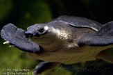 CMS01111344 Nieuw-Guinese tweeklauwschildpad / Carettochelys insculpta