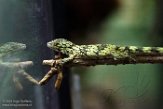 CPZ01193828 Vieillard's chamaeleon gecko / Eurydactylodes vieillardi