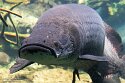 DBP01261890 arapaima / Arapaima gigas