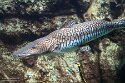 DBP01261893 barred catfish / Pseudoplatystoma fasciatum