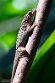 DBP01261900 saba anole / Anolis sabanus